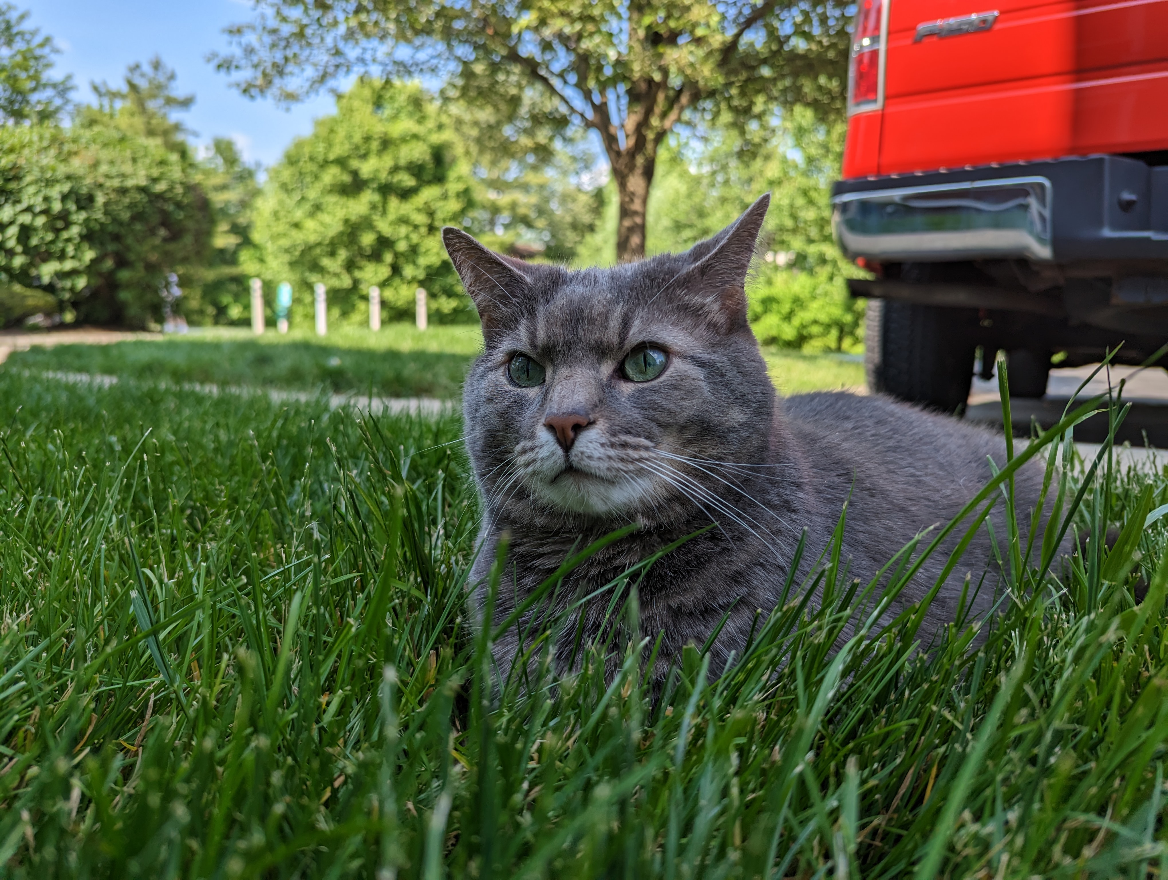 Dexter hanging out in the grass