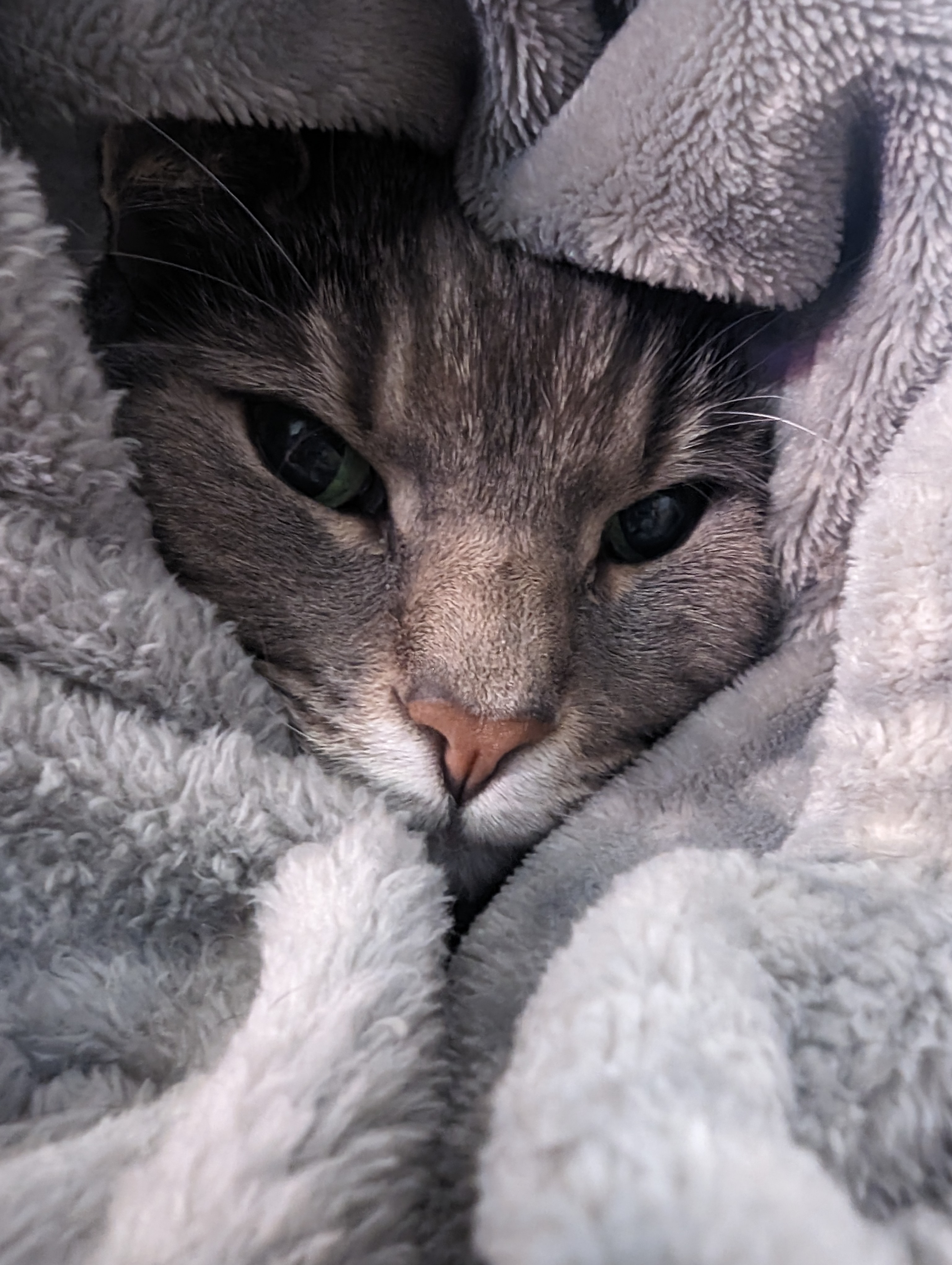 Dexter snug in a blanket