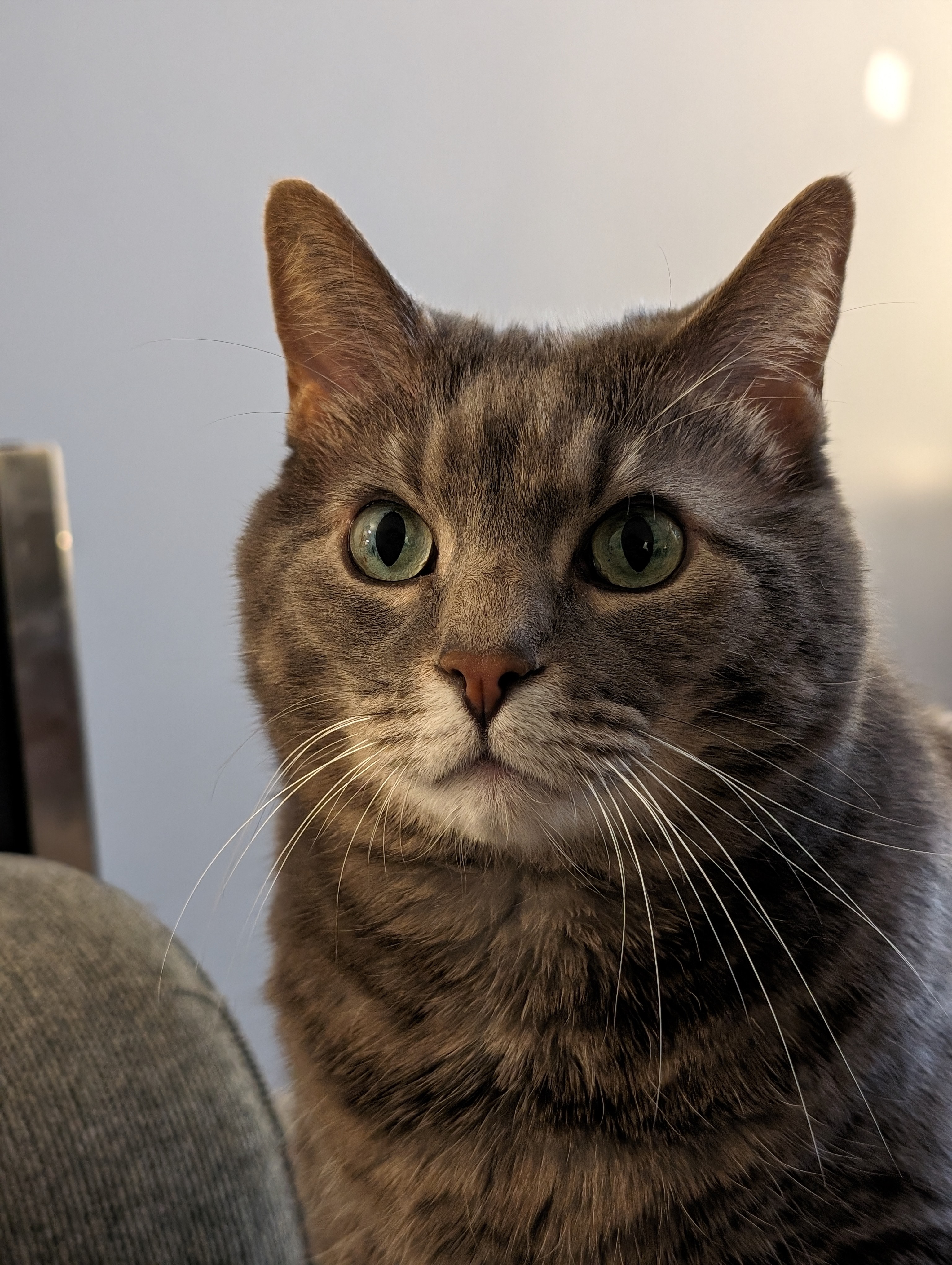 Dexter portrait
