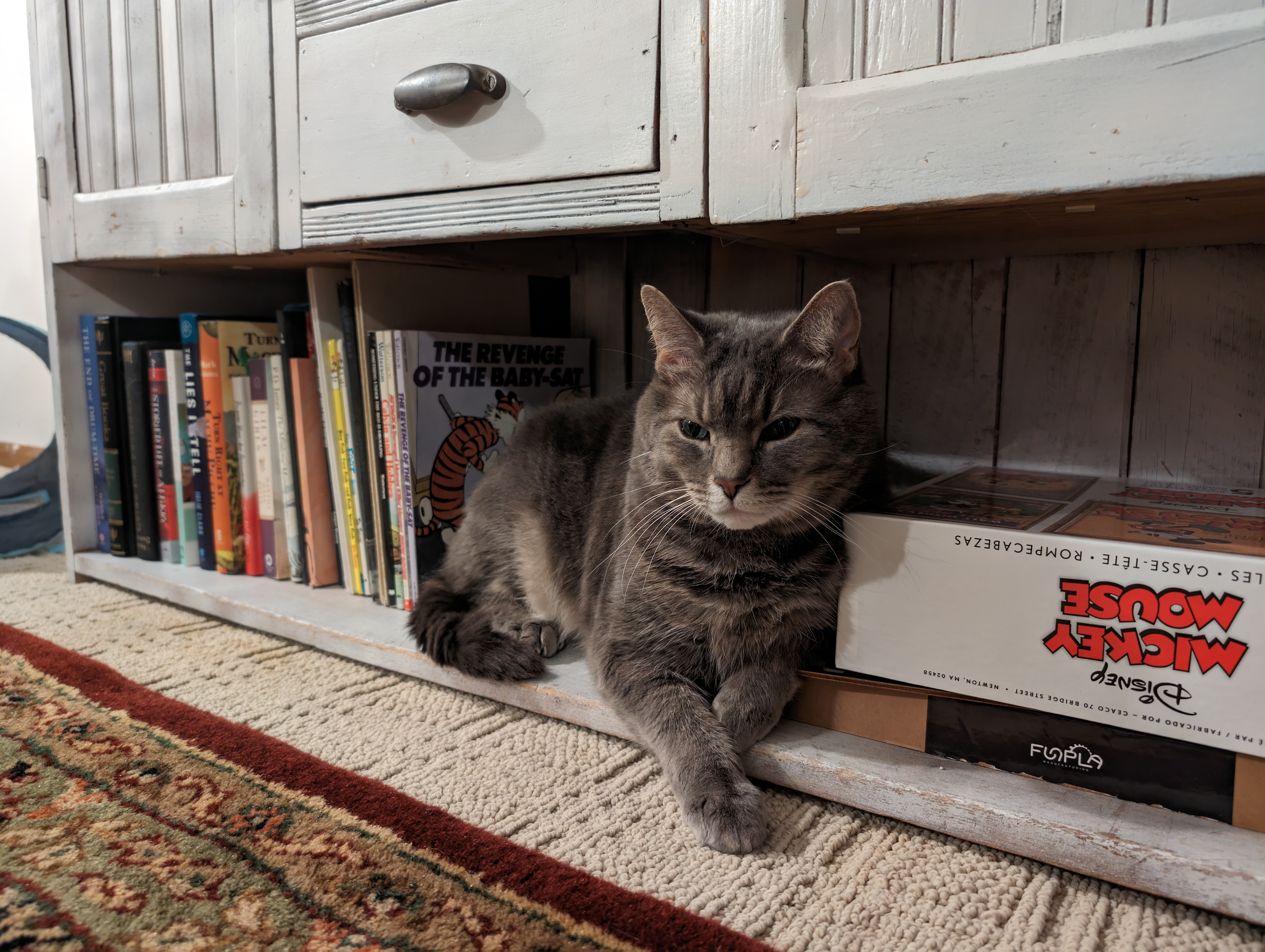 Dexter relaxing under the bookshelf